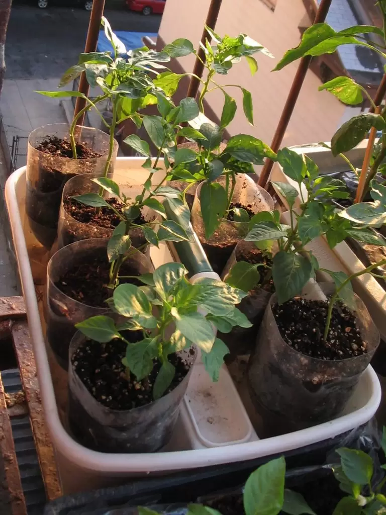 plants in soda bottle