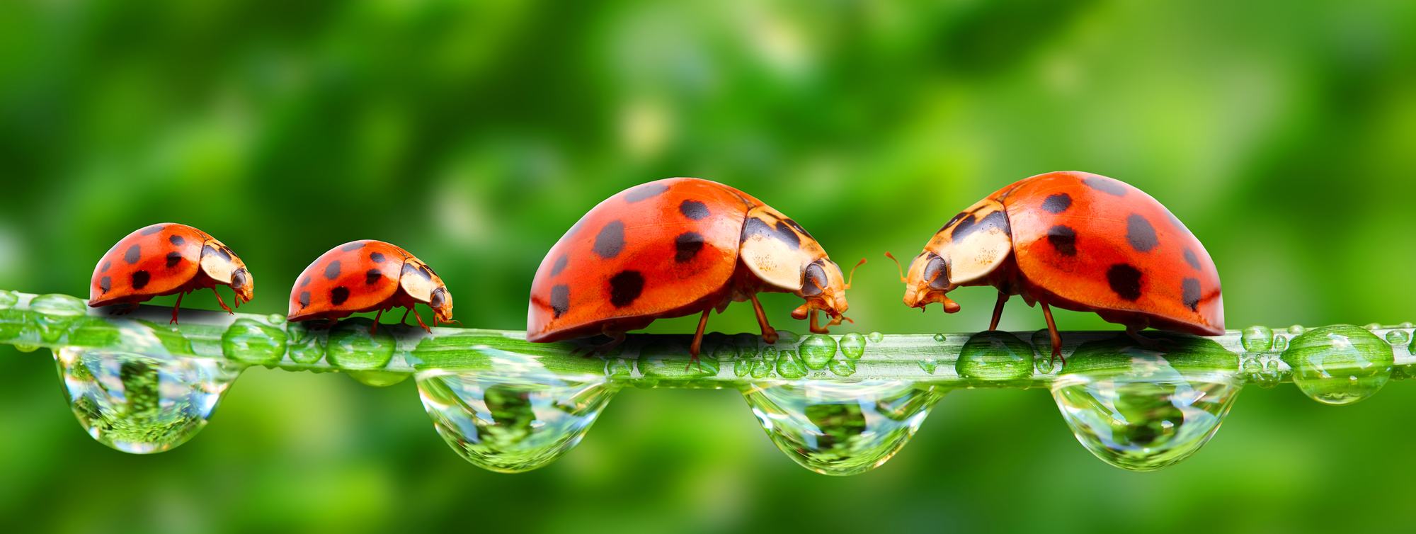 9 Surprising Facts About Ladybugs May Exterminating